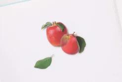 Apple Pressed Fruit Sticker