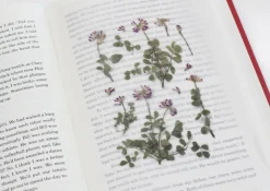 Astragalus Sinicus Pressed Flower Sticker