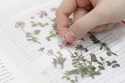 Astragalus Sinicus Pressed Flower Sticker