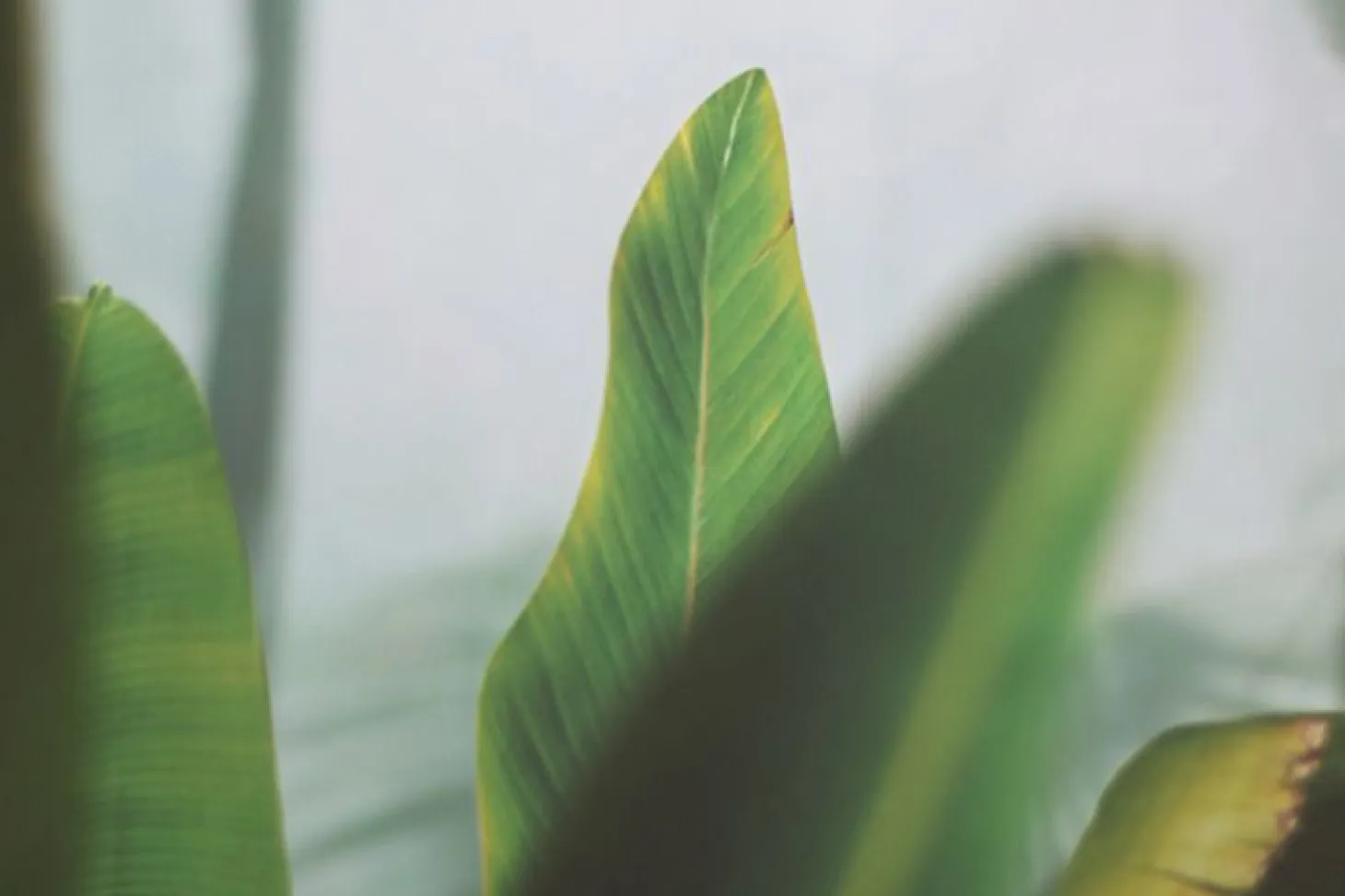 Banana Leaf Bookmark Pen