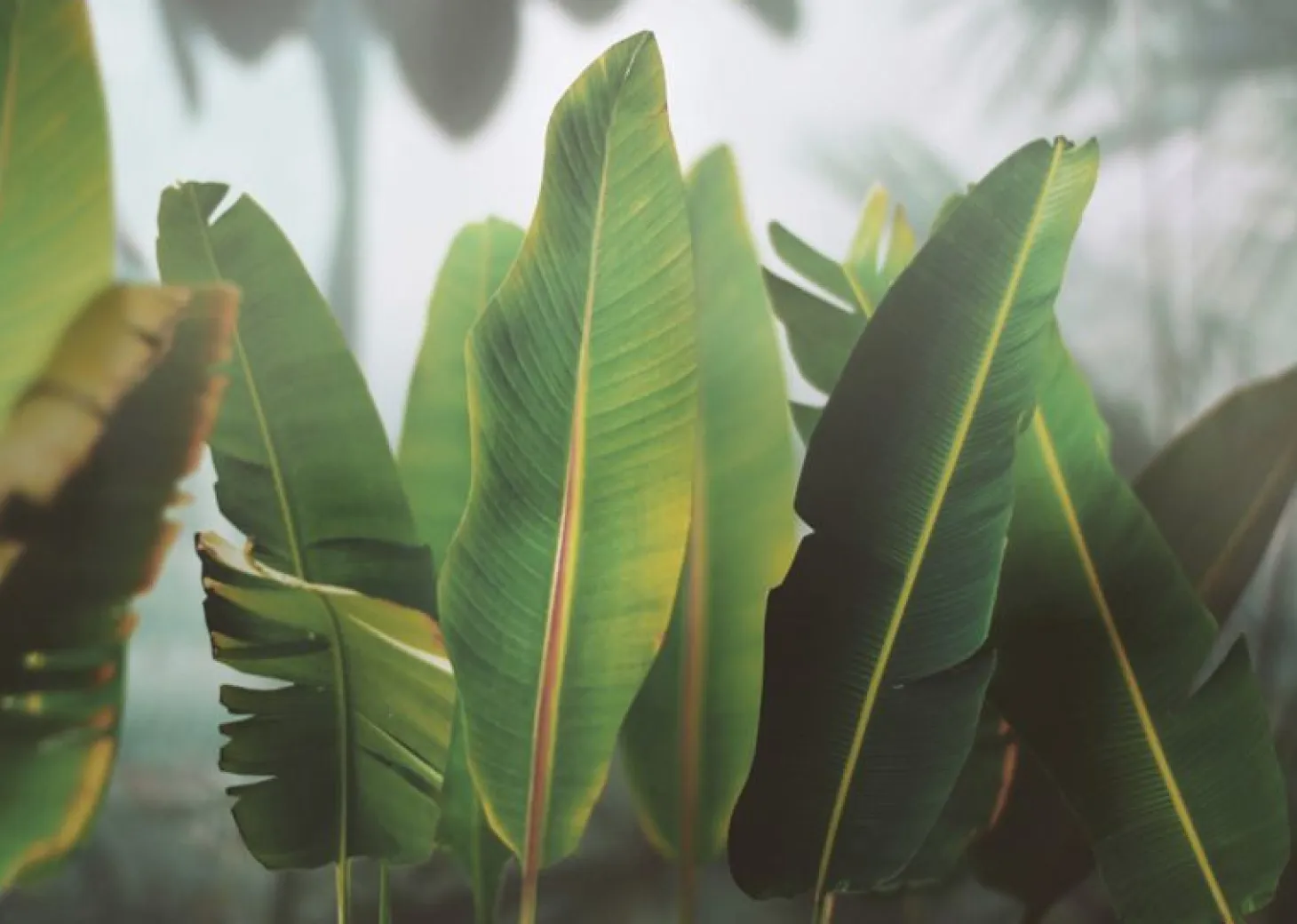 Banana Leaf Bookmark Pen