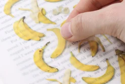 Banana Pressed Fruit Sticker