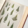 Bracken Pressed Flower Sticker