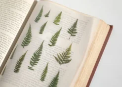 Bracken Pressed Flower Sticker