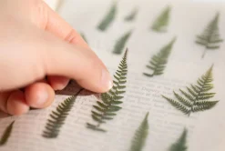 Bracken Pressed Flower Sticker