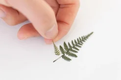 Bracken Pressed Flower Sticker