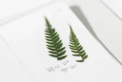 Bracken Pressed Flower Sticker