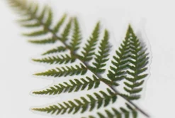 Bracken Pressed Flower Sticker