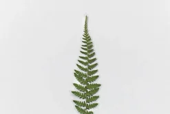 Bracken Pressed Flower Sticker