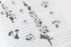 Bridal Wreath Pressed Flower Sticker