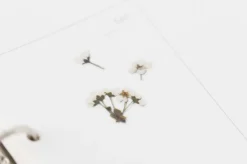 Bridal Wreath Pressed Flower Sticker