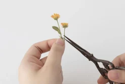Calendula Pressed Flower Sticker