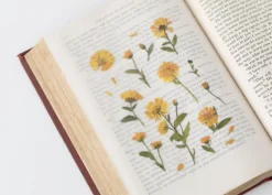 Calendula Pressed Flower Sticker
