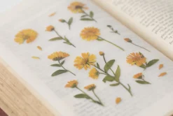 Calendula Pressed Flower Sticker
