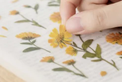 Calendula Pressed Flower Sticker