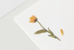 Calendula Pressed Flower Sticker