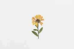 Calendula Pressed Flower Sticker