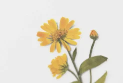 Calendula Pressed Flower Sticker