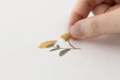 Calendula Pressed Flower Sticker