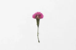 China Pink Pressed Flower Sticker