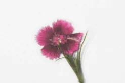 China Pink Pressed Flower Sticker