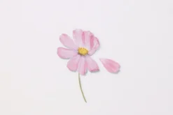 Cosmos Pressed Flower Sticker