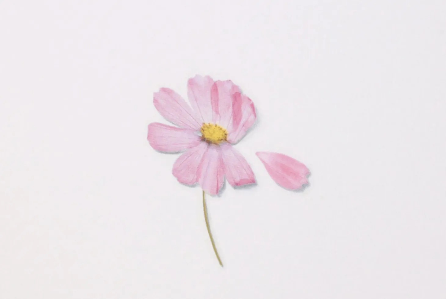 Cosmos Pressed Flower Sticker
