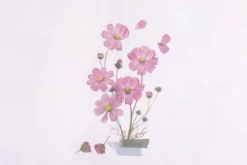 Cosmos Pressed Flower Sticker