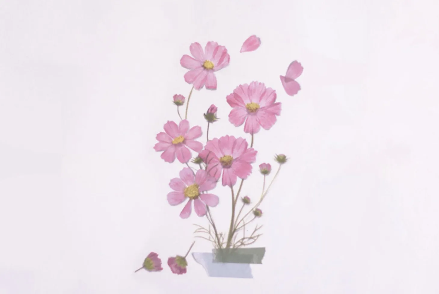 Cosmos Pressed Flower Sticker