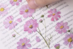 Cosmos Pressed Flower Sticker