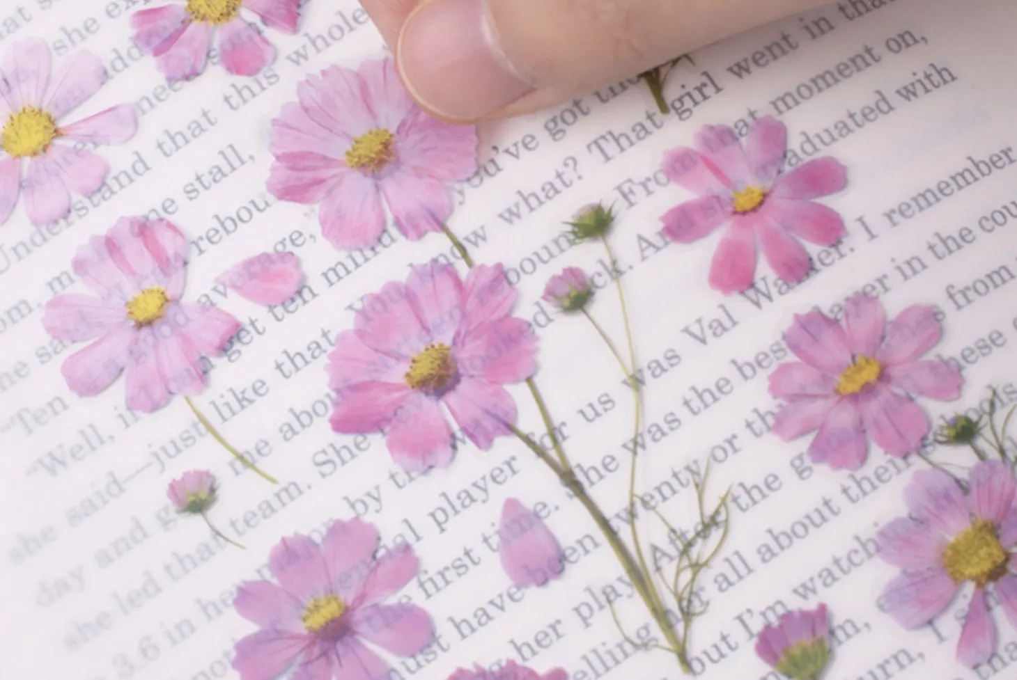 Cosmos Pressed Flower Sticker