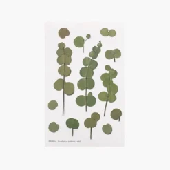 Eucalyptus Pressed Flower Sticker