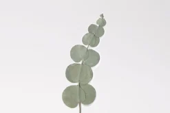 Eucalyptus Pressed Flower Sticker