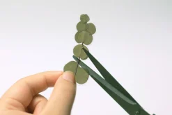 Eucalyptus Pressed Flower Sticker