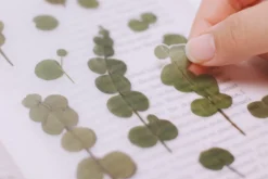 Eucalyptus Pressed Flower Sticker