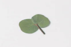 Eucalyptus Pressed Flower Sticker
