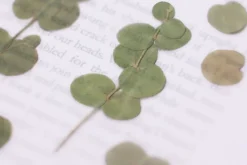 Eucalyptus Pressed Flower Sticker