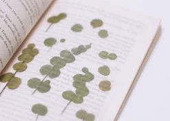 Eucalyptus Pressed Flower Sticker