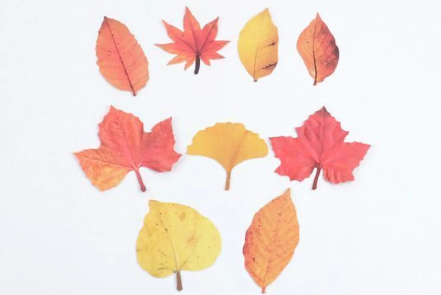 Fall Leaves Wall Deco Set