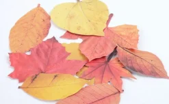 Fall Leaves Wall Deco Set