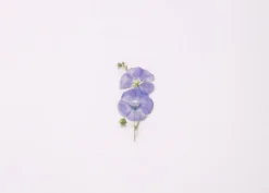 Flax Pressed Flower Sticker