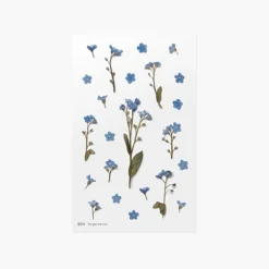 Forget Me Not Pressed Flower Sticker