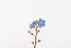 Forget Me Not Pressed Flower Sticker