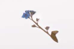Forget Me Not Pressed Flower Sticker