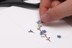 Forget Me Not Pressed Flower Sticker