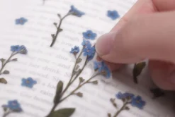 Forget Me Not Pressed Flower Sticker