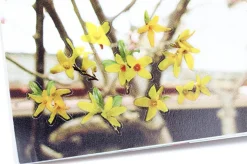 Forsythia Deco Sticker