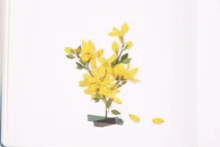 Forsythia Pressed Flower Sticker