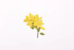 Forsythia Pressed Flower Sticker