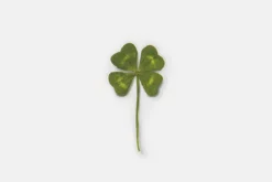 Four-leaf Clover Pressed Flower Sticker